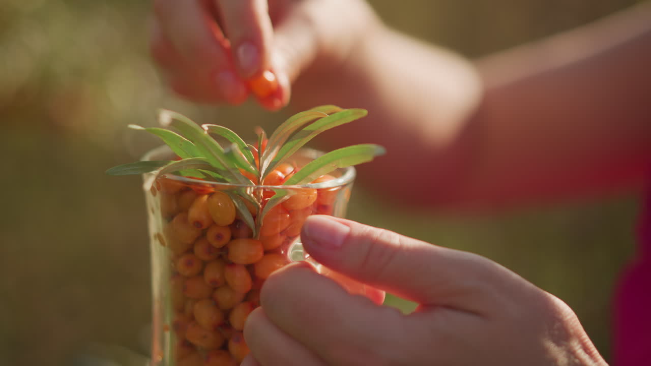 Sunlit scene of harvesting and herbal preparation, Delicate hand picks dewdropped berries in warm field, Bright scene showcasing careful berry inspection and herbal recipe preparation