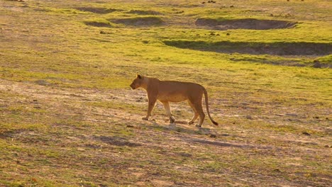 Leona-León-Hembra-Camina-En-Cámara-Lenta-A-Través-De-La-Sabana-En-Namibia