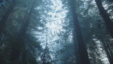 Cinematic-haunting-beauty-of-spooky-forest-with-foggy-atmosphere,-low-angle,-halloween-horror