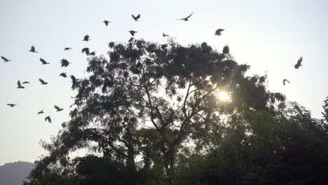 birds flying together from tree india mumbai craws ravens indian