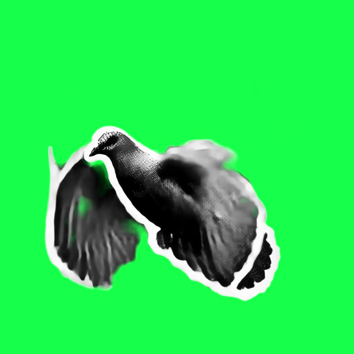 Stiliseret sort-hvid due, der flyver på greenscreen