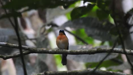 the worm flycatcher, a beatiful bird with orange breast feathers, is calling its friends