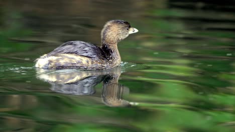 un primer plano extremo de un somormujo mínimo nadando en un estanque y reflexionando sobre el agua