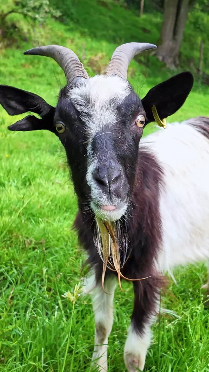 Funny goat eating green grass and grazing in meadow. Close-up. Vertical view