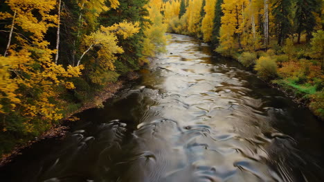 autumn river flowing through a golden forest