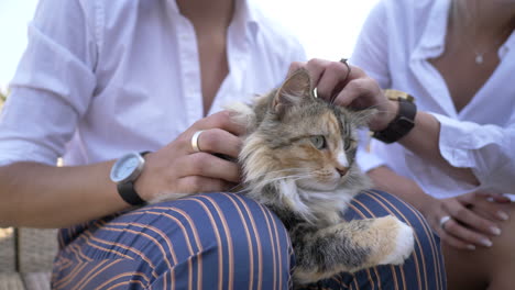 couple pets their long haired cat on the lap of the man