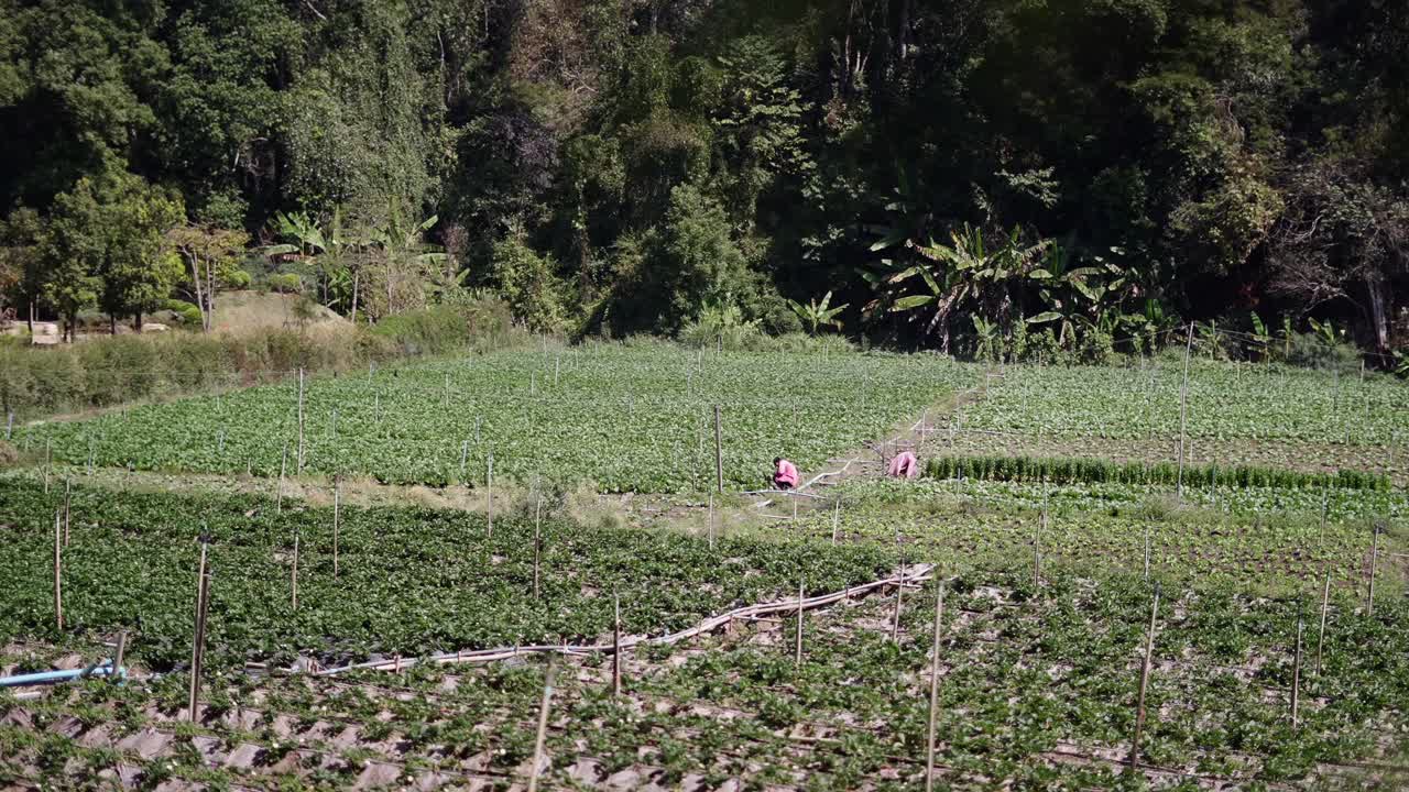 Agricultural field with workers and dense forest in the background