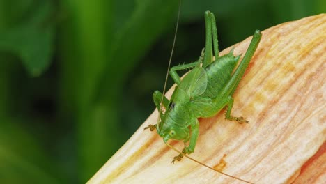 Garden-Scene-With-Green-Grasshopper-In-Open-Flower-Petal