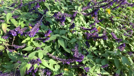 lavender flowers in melbourne botanical garden