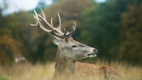 red deer stag eating looking into camera close up slow motion