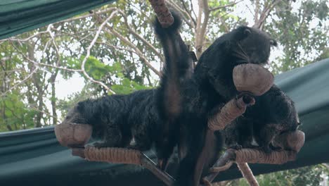 los diablos negros de tasmania comen comida de los cuencos puestos en los soportes