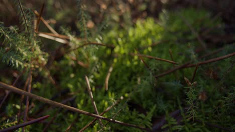 Green-and-vibrant-mossy-floor-with-sunshine-falling-on,-dolly-forward-macro-view