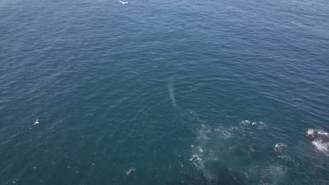 Aerial-of-whale-exiting-sardine-bait-ball,-expels-water-via-blowhole