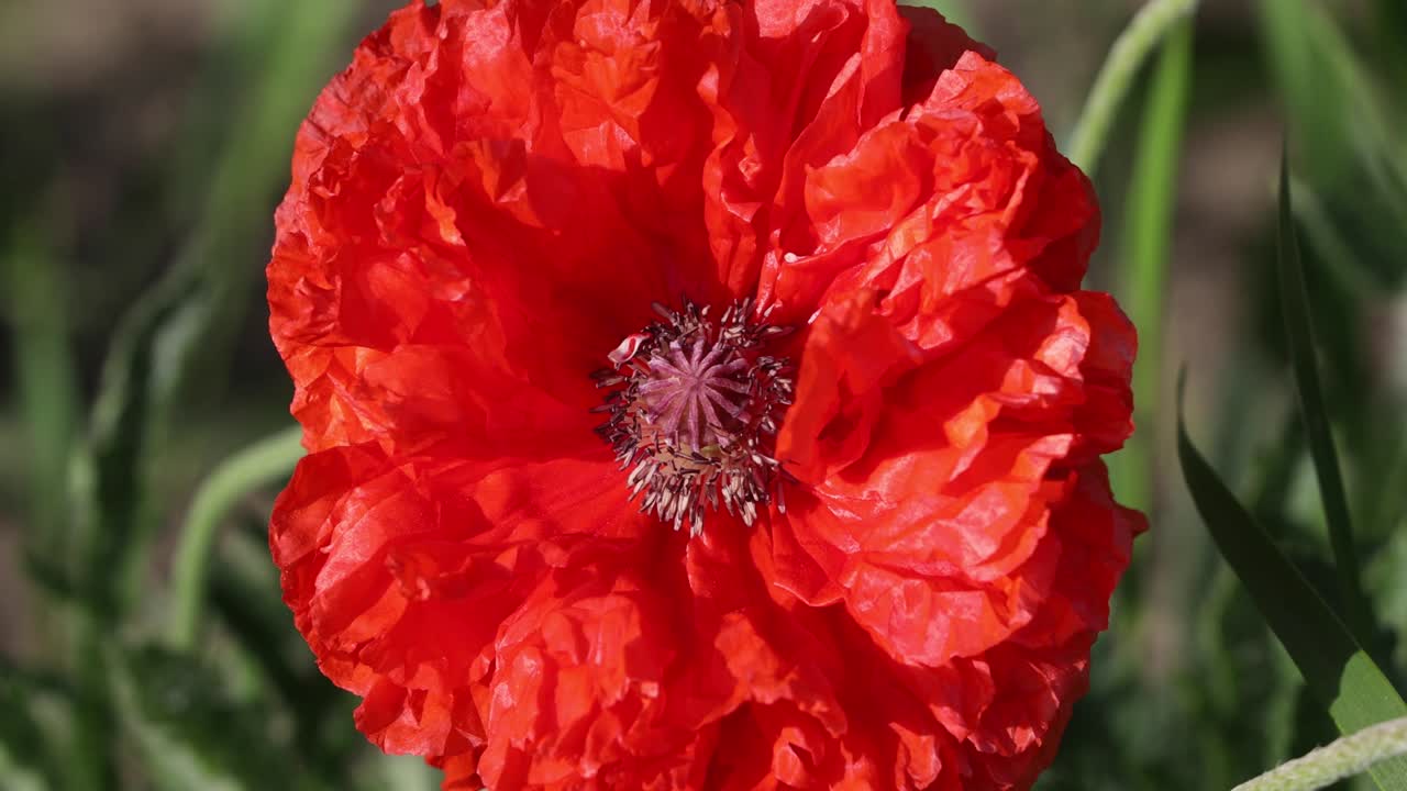 red poppy flower close up as a symbol of remembrance and invincibility