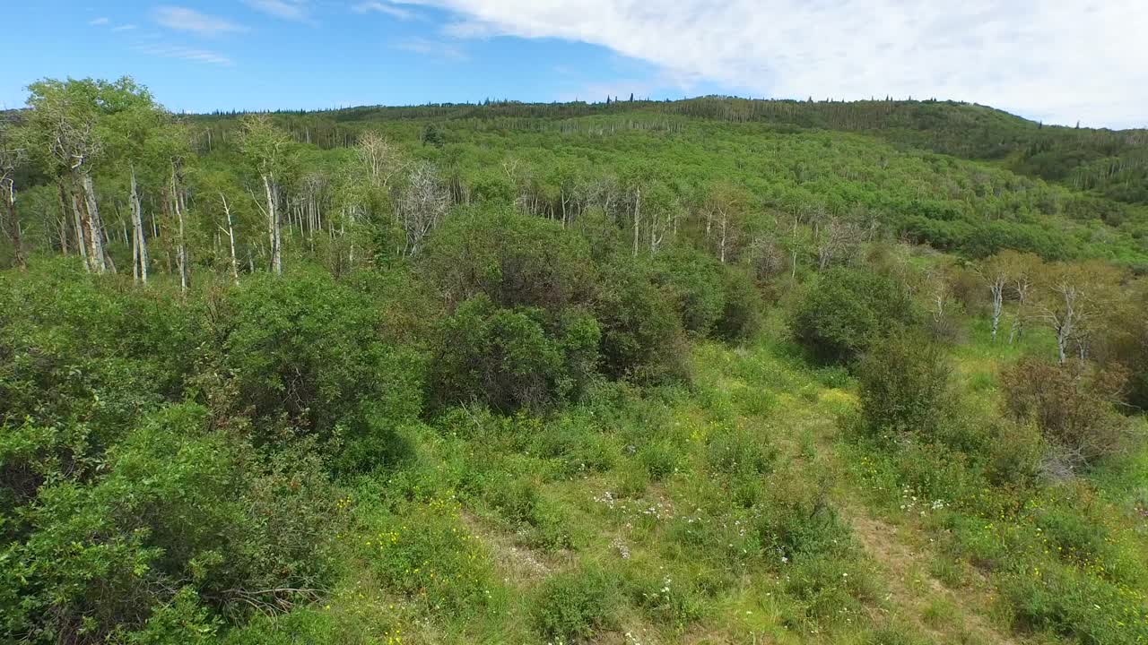 drone volando sobre la cima de un árbol de montaña en steamboat springs colorado
