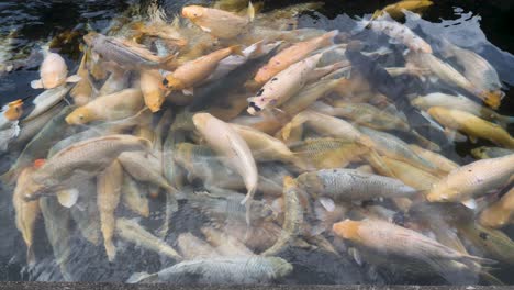 a large group of koi congregate in a balinese temple pond ready for feeding by tourist