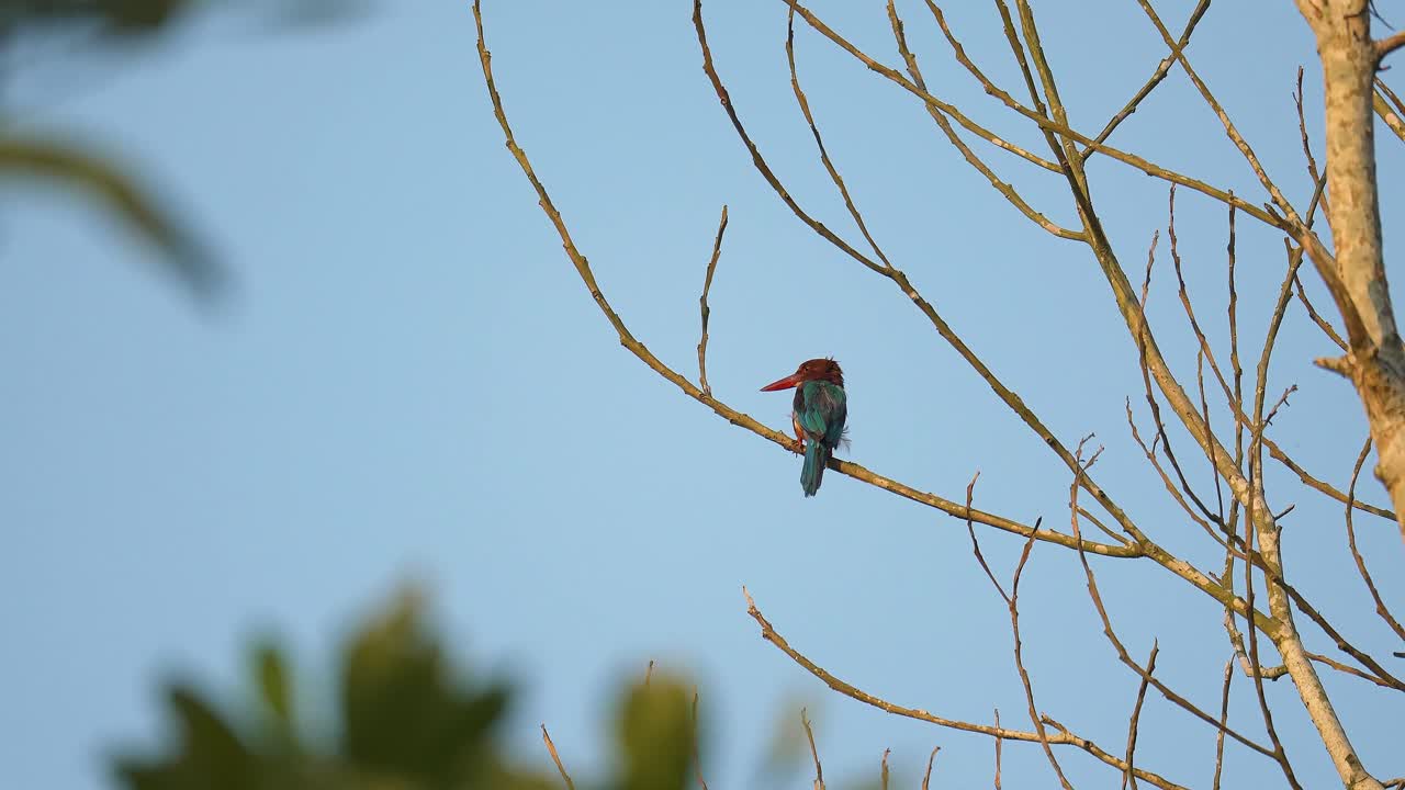 White-throated Kingfisher (Halcyon smyrnensis) perched on dry tree branches in tropical forest. Brown with blue wings large beaks and white throat. Wildlife