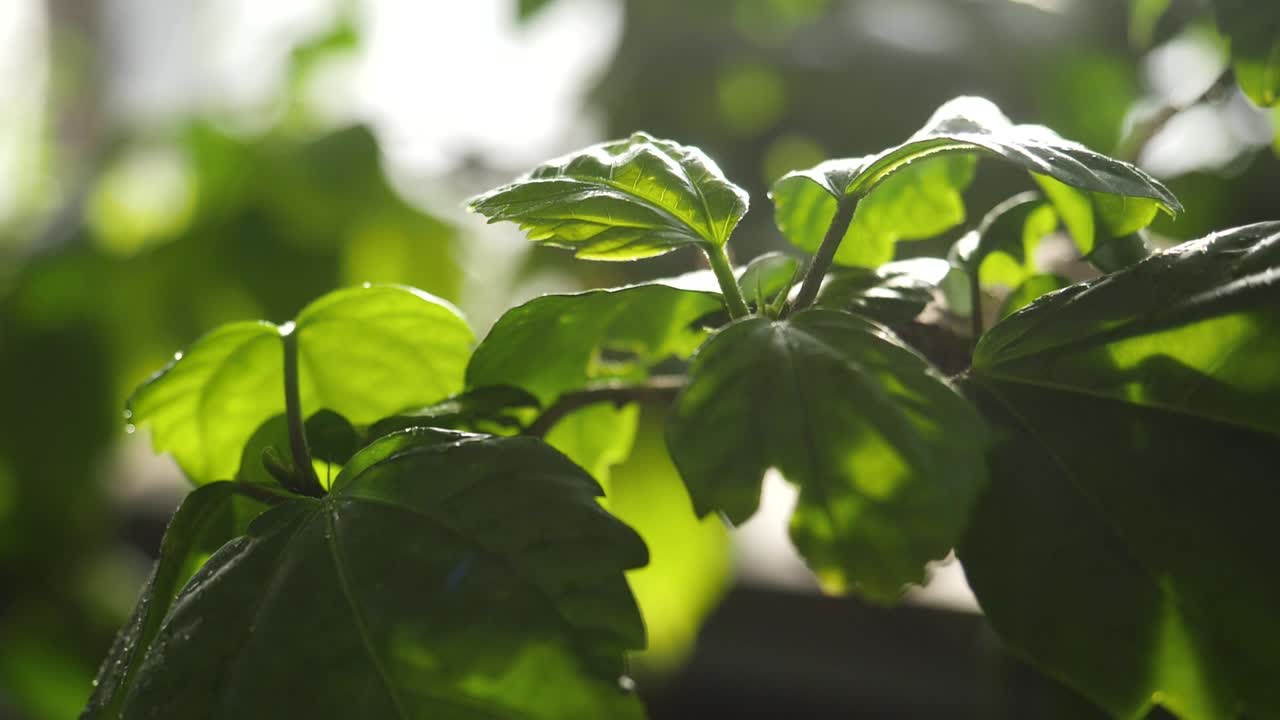 primer plano de hojas verdes vibrantes