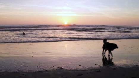 Una-Mujer-Disfruta-Jugando-A-La-Pelota-Con-Su-Perro-Durante-Una-Hermosa-Puesta-De-Sol-En-La-Playa-En-4k