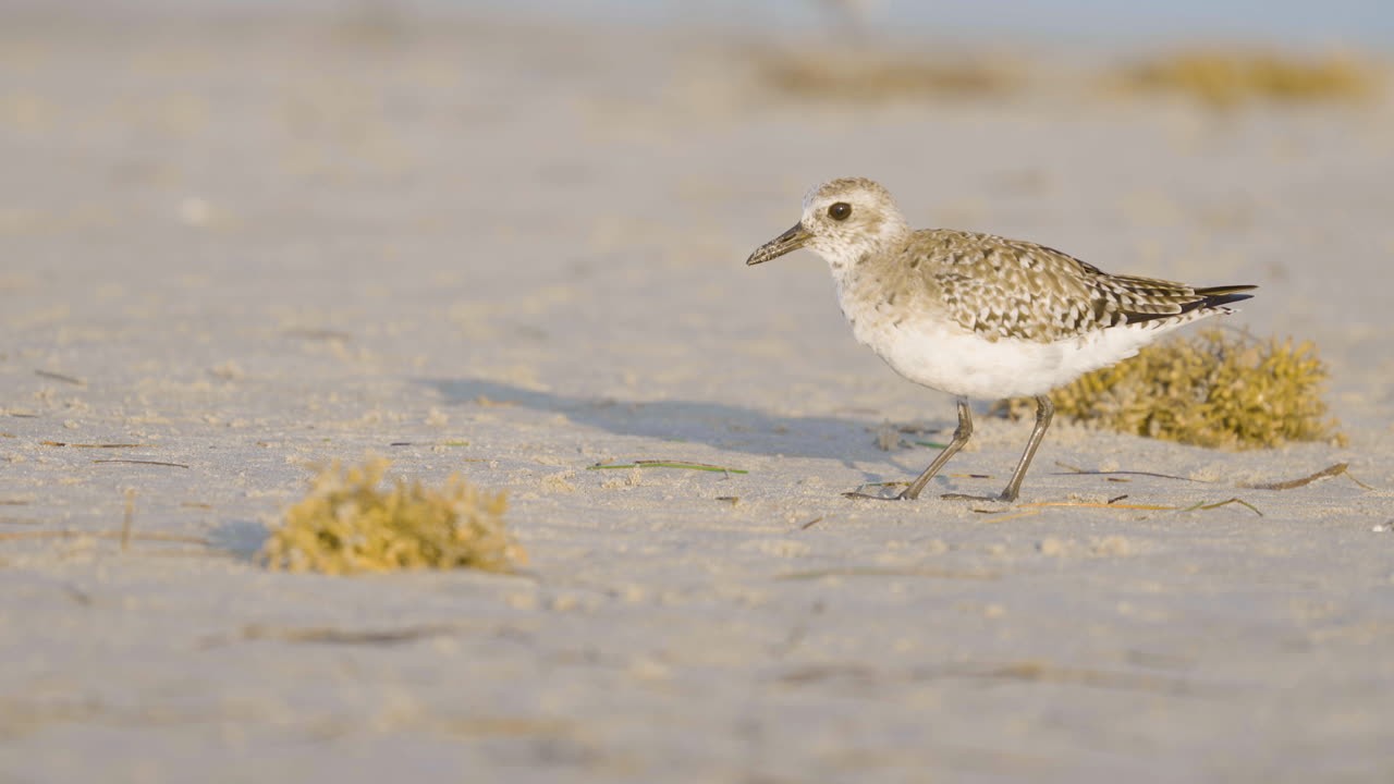 Sandpiper on the Beach