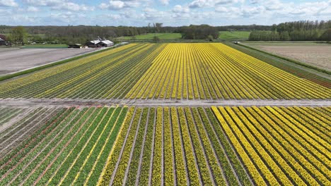 Imágenes-Aéreas-Sobre-Campos-De-Tulipanes-Amarillos-En-Los-Países-Bajos-Durante-La-Primavera