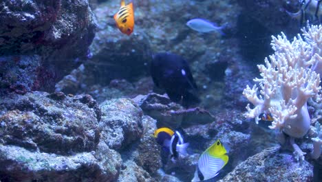 several exotic fish swim next to a white coral and among the rocks in an aquarium