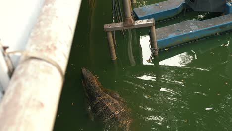 Lagarto-Monitor-En-El-Parque-Lumpini-De-Bangkok-Nadando-En-El-Agua