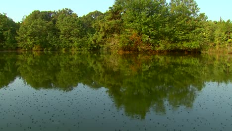 pond skaters on a lake