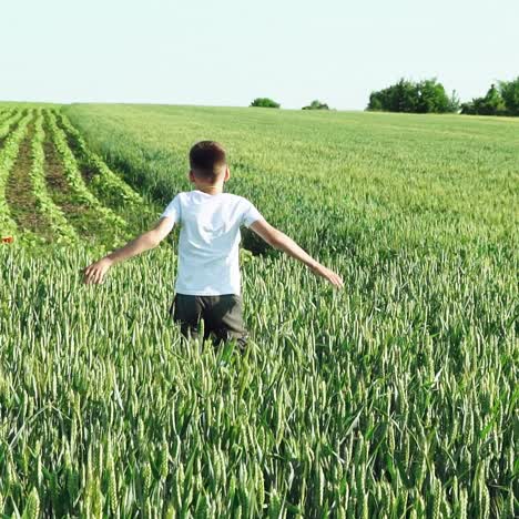 boy runs along the wheat field. slow motion
