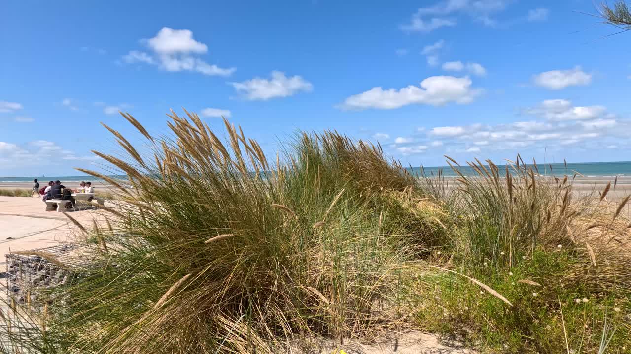 Tall beach grass sways in the wind under bright daylight, with sandy shore, blue sky, and distant sea visible in the background