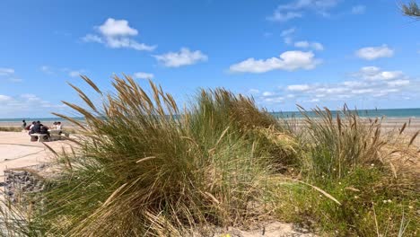 tall beach grass sways in the wind under bright daylight, with sandy shore, blue sky, and distant sea visible in the background