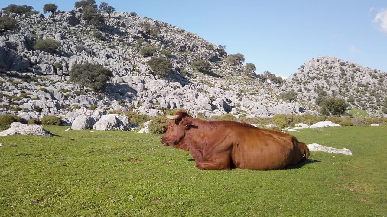 Retinto cow chewing cud laying in mountain meadow, endemic to Cadiz, Spain
