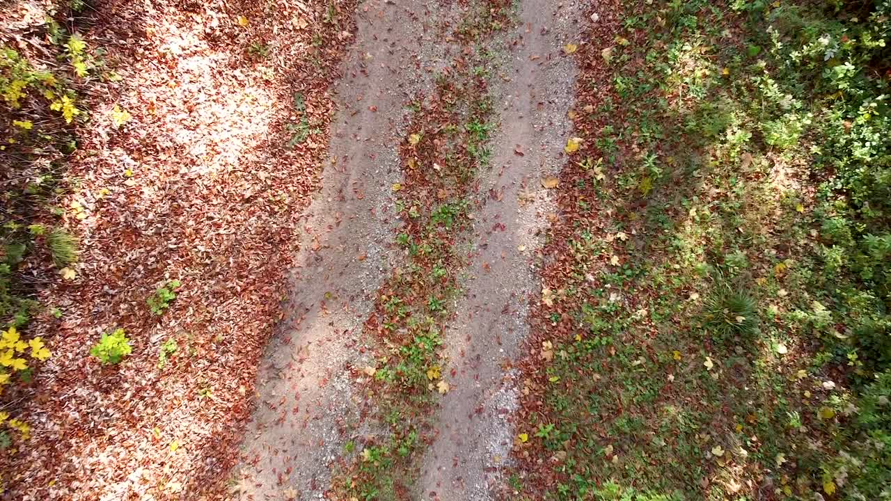Aerial View of Forest Path in Autumn