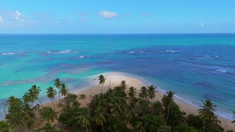 tropical beach with white sand lined with palm trees. - aerial shot