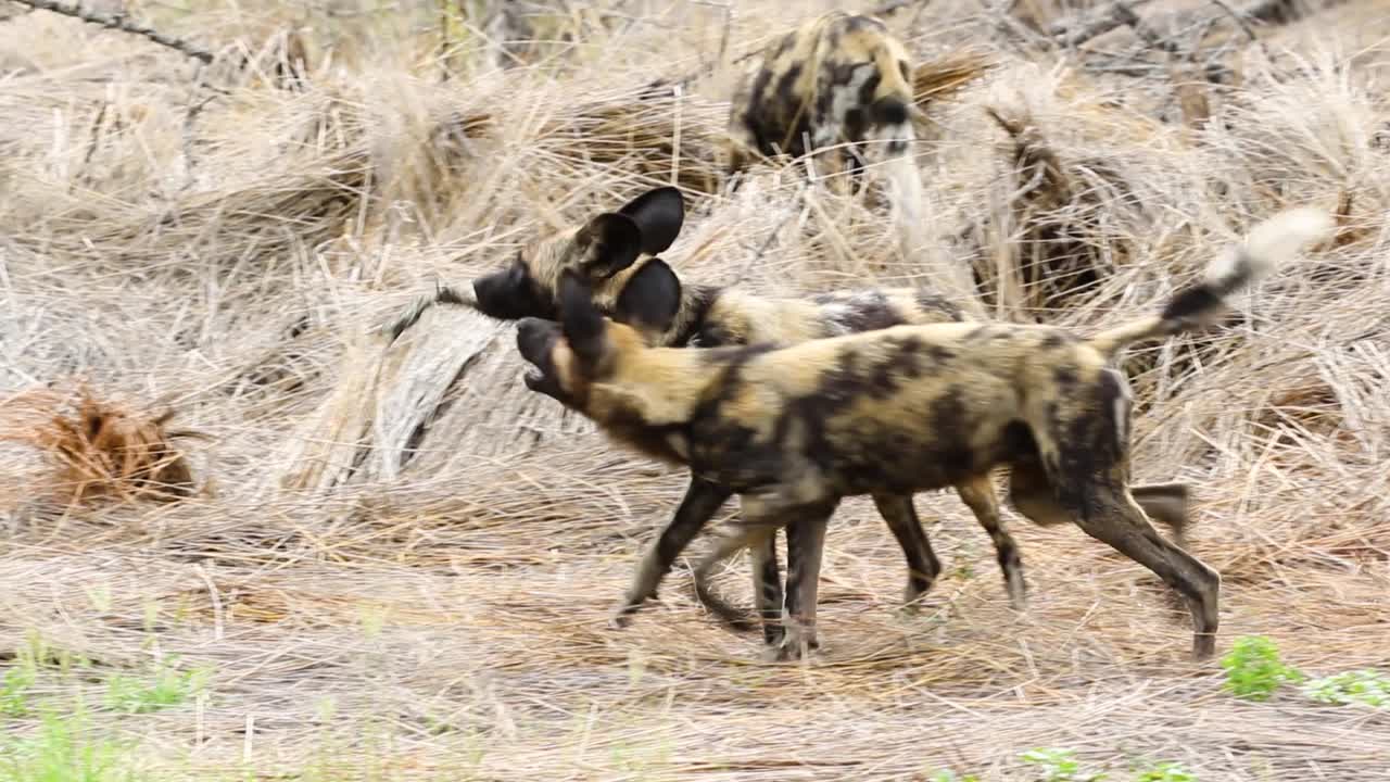 jóvenes perros salvajes africanos jugando a la reserva de caza sabi sands en sudáfrica