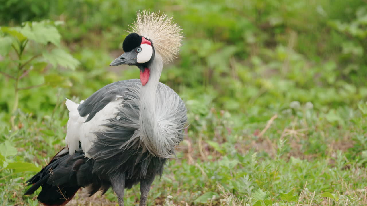 Grey Crowned Crane in its Natural Habitat