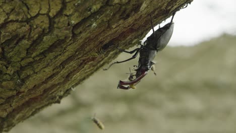 swarm of wild wasps attacking male stag beetle crawling on oak tree trunk