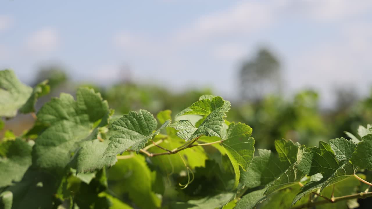 primer plano de las hojas de la vid en un viñedo