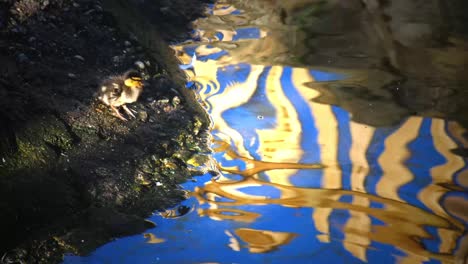 little duckling swimming on the garda lake water