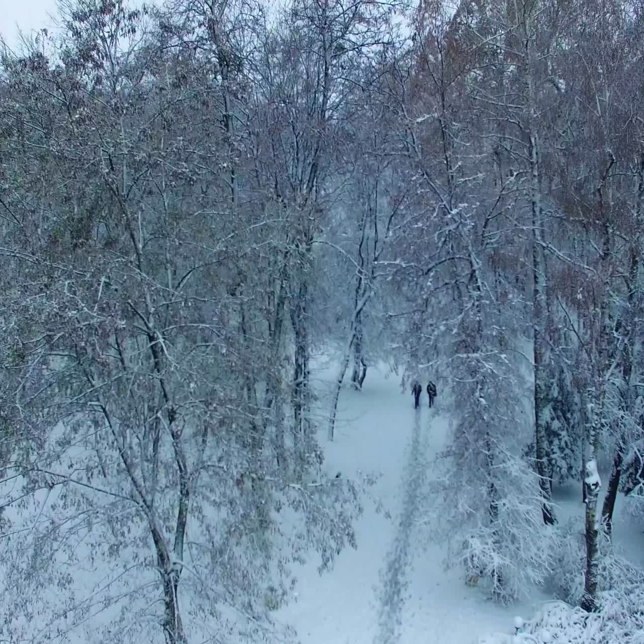 Black silhouettes of two people walking by the path in snowy park. Drone rising above the beautiful trees in snow in winter