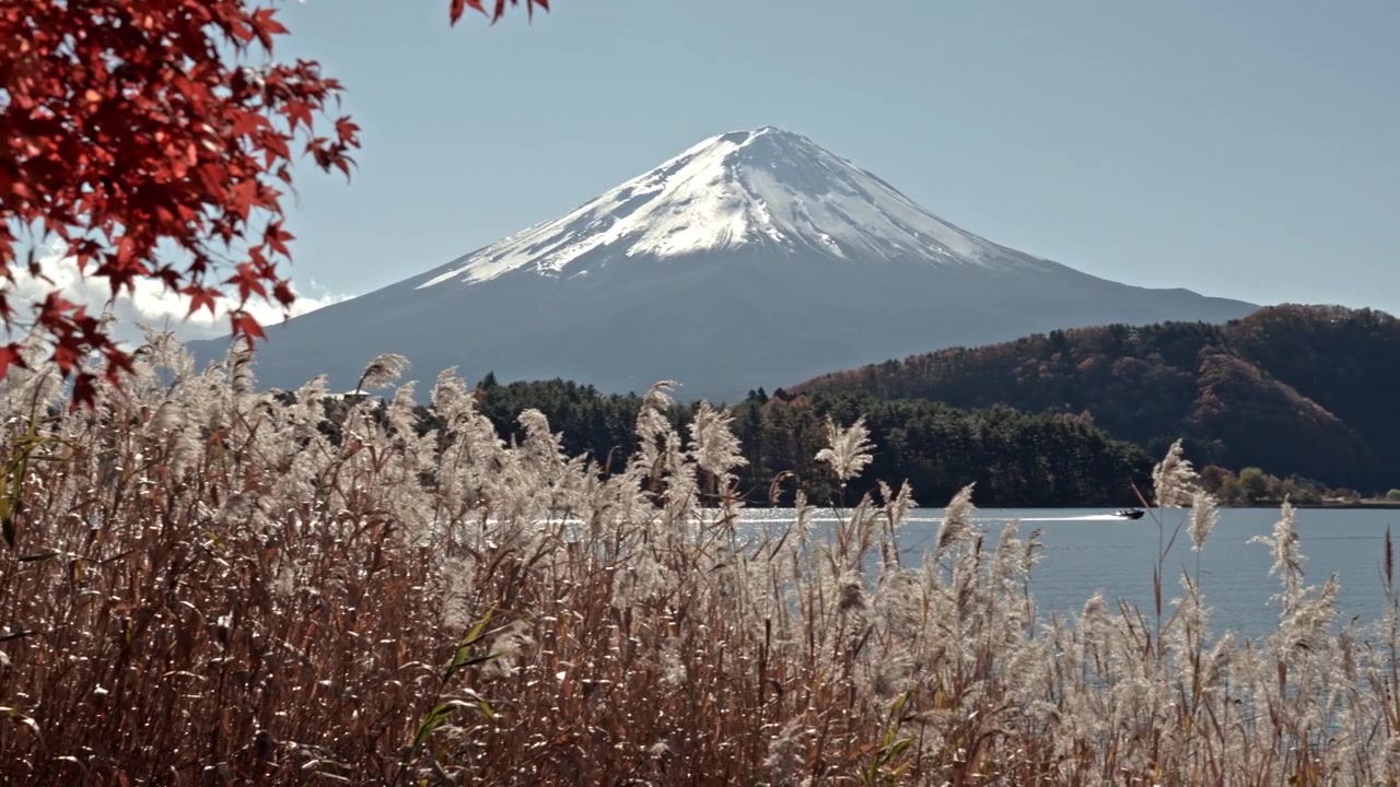 Моторная лодка плывет по озеру Кавагутико, оставляя за собой кильватерный след, на фоне горы Фудзи под чистым голубым небом, в обрамлении красных осенних кленовых листьев и пампасной травы в Японии.