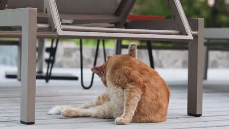 orange cat licking and cleaning itself outdoors