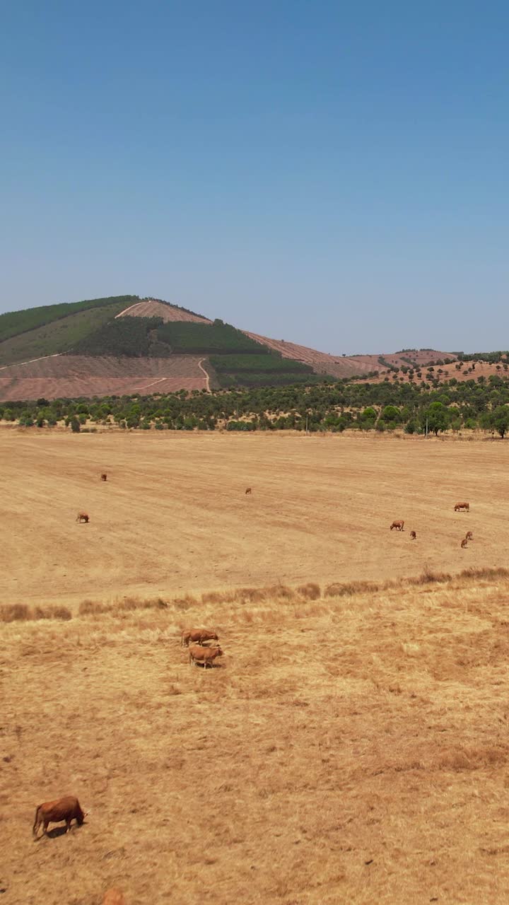 Vista aerea verticale di mucche nella natura