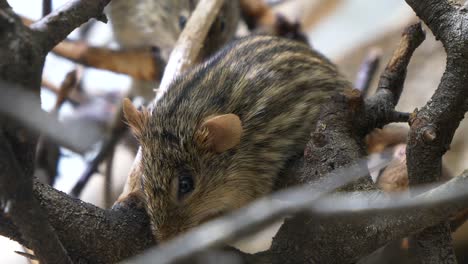 close up: wild typical lemniscomy barbarus grass mouse perched on branch of tree