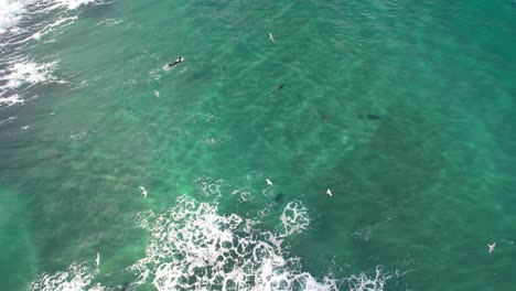 Bottlenose-Dolphins-Hunting-Fish-At-Broken-Head-NSW---Byron-Region---Australia