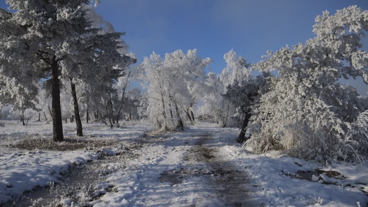 Walk through the winter landscape. Everything is white and covered in snow. The trees are frozen and the sun is shining with a blue sky. Winter wonderland at the lake Pfäffikersee