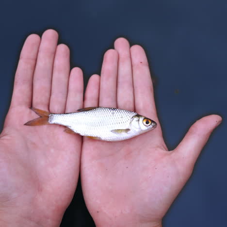 river fish lying on palms of male's hands on blue water background. hands with a fish putting down into the water and fish begins moving in the river.