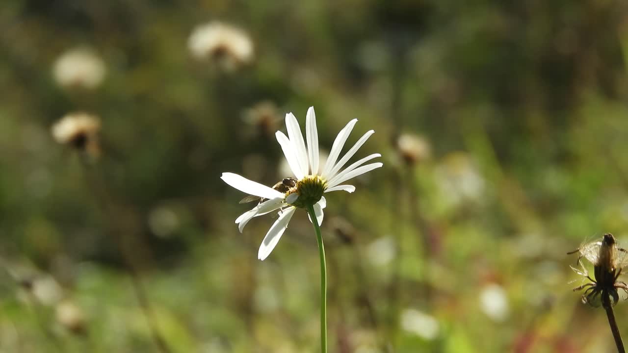 abeja volando sobre una margarita en un soleado día de primavera con un poco de viento