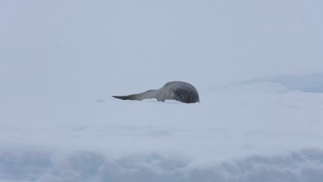 antarctic fur seal lying on iceberg on snowy day in antarctica, slow motion