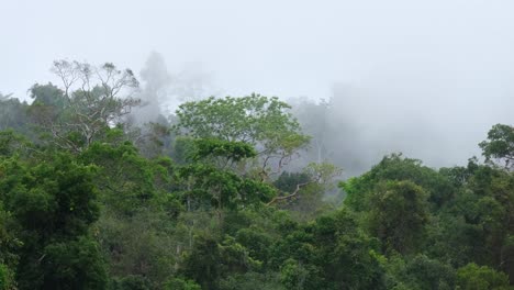 bosque con árboles verdes mientras la niebla se mueve hacia la izquierda durante un día lluvioso y ventoso en el santuario de vida silvestre de phu khiao en tailandia